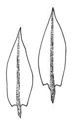 Bryum sauteri, leaves. Drawn from J.T. Linzey s.n., Aug. 1972, CHR 413356.
 Image: R.C. Wagstaff © Landcare Research 2015 